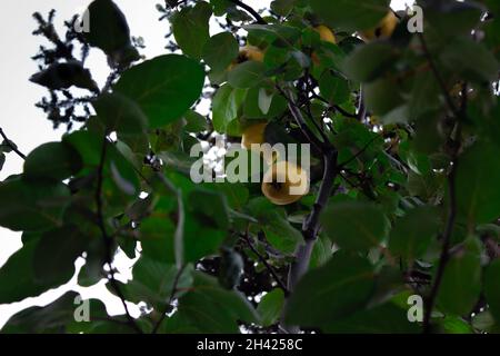 Alcune mele cotogne sono pronte per raccogliere sull'albero delle mele cotogne. I frutti di casa sono i più biologici e sani. Foto Stock