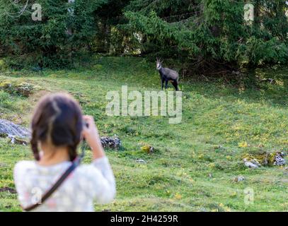 Ragazza con camoscio in foresta. Fotografare un animale in Svizzera. Rupicapra rupicapra. Foto Stock