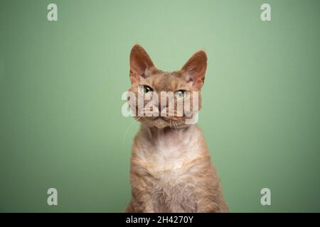 bel ritratto di gatto di devon rex lilla su sfondo verde menta con spazio di copia Foto Stock