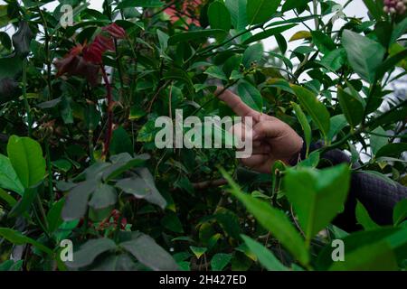 Il dito dell'uomo indica l'angolo tra le foglie verdi e i rami degli alberi. Un'idea unica. Foto Stock