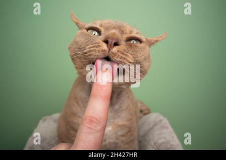 carino lilla fawn devon rex gatto leccando dito di mano umana facendo faccia divertente su sfondo verde con spazio copia Foto Stock