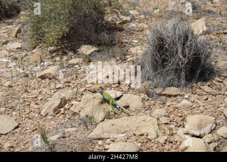 Le aree non sviluppate dell'ovest offrono ampie opportunità ricreative Foto Stock