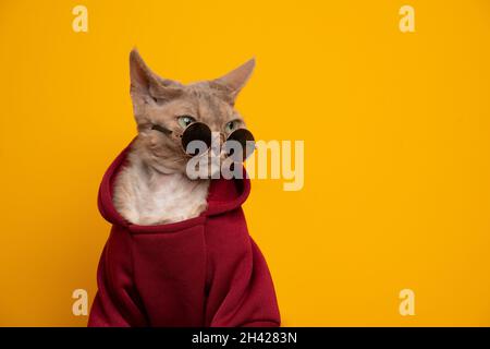 bel ritratto gatto. lilla fawn gatto devon rex con cappuccio rosso che guarda su occhiali da sole rotondi su sfondo giallo con spazio copia Foto Stock