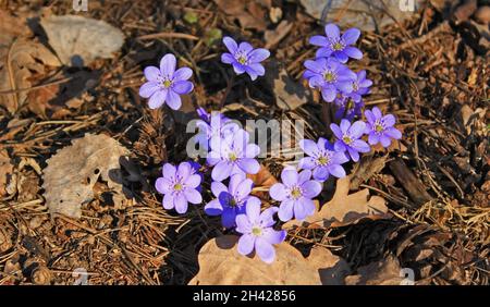 Hepatica primaverile fiore blu nella foresta Foto Stock