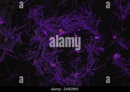 Ago di pino simil volto su pavimentazione Foto Stock