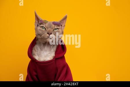 gatto fawn lilla devon rex che guarda cool indossare cappuccio rosso e occhiali da sole rotondi sulla fronte guardando la fotocamera su sfondo giallo con spazio copia Foto Stock