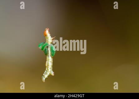 Larva di tiglio di pino con larva di cova ichneumon wasp Foto Stock