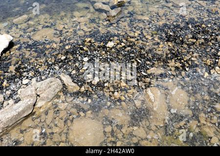 Conchiglie nere nell'acqua di mare calata sulla costa di Sibenik vicino alla fortezza di San Nikola Foto Stock