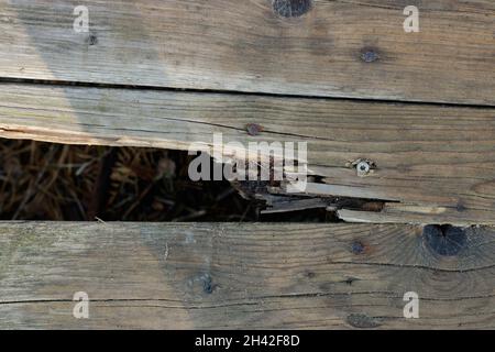 Rotto, rotto vecchi assi di legno con chiodi. Un buco tra le assi verso la vecchia terra marcio. È possibile vedere vecchi aghi e oscurità. Textur di legno Foto Stock