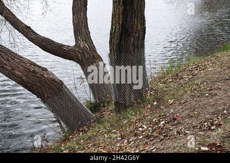 Rete d'acciaio recinzioni su alberi per tenere fuori i cavatori. Avvolgi gli alberi con una recinzione castoro in un parco cittadino Foto Stock