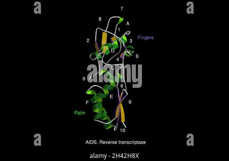 AIDS transcriptasi inversa, modello mol Foto Stock