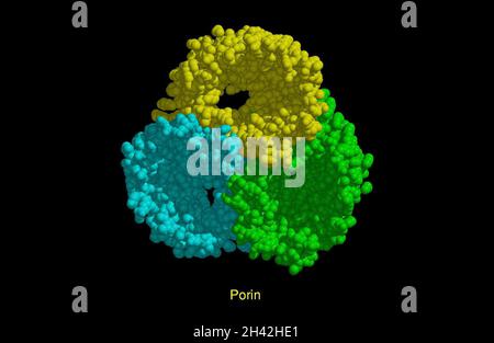 Modello molecolare di porina, modello CPK. Foto Stock
