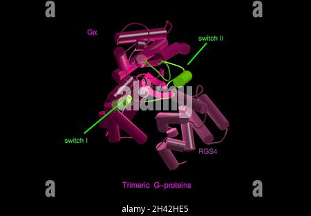 Proteina G trimerica, complesso con RGS4, modello Foto Stock