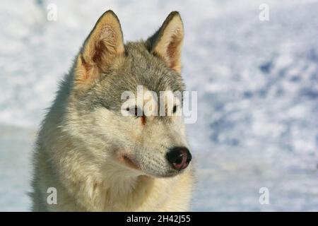 ritratto di un malamuto dell'alaska, cane di razza medio-grande Foto Stock