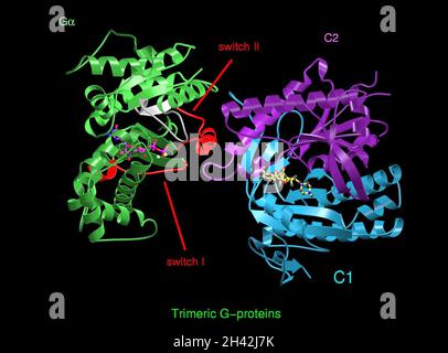Proteina G trimerica, complesso con RGS4, modello Foto Stock