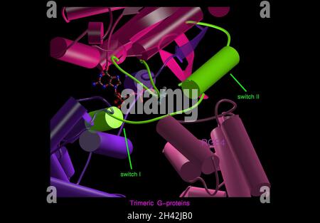 Proteina G trimerica, complesso con RGS4, modello Foto Stock