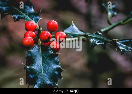 Holly selvaggio nella foresta dei Paesi Bassi in autunno, Speulderbos, Putten. Foto Stock