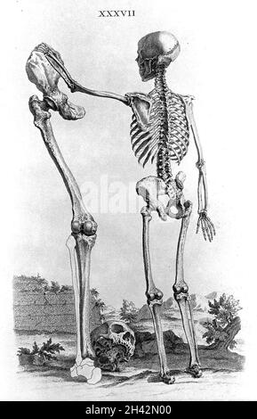 Cheselden, Osteografia, impressione senza lettere. Foto Stock