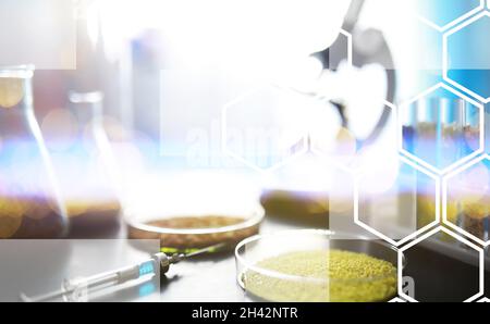 Provette con semi di piante di selezione. Ricerca analisi di grani e semi agricoli in laboratorio Foto Stock