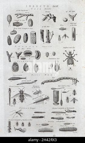 Venticinque insetti diversi e le piante su cui vivono. Incisione di I. Taylor. Foto Stock