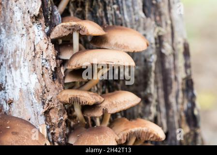 Grumo di Brittlestem comune (Psathyrella piluliformis) su un ceppo di albero Foto Stock