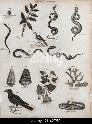Sopra, un ladybird, un rametto di un albero di caffè, cinque serpenti colubri e una colomba indiana marrone; sotto, tendri dell'albero di jalap, alghe del genere corallina, un corvo e un pesce. Incisione di Heath. Foto Stock