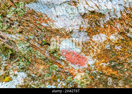 Struttura di corteccia tropicale con rosso arancio verde colorato e muschio turchese e lichen a Rio de Janeiro Brasile. Foto Stock
