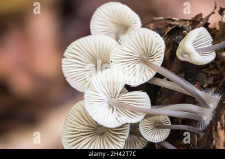 Parte inferiore (branchie) di una Micena sp. Bianca Foto Stock