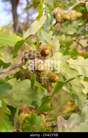Quercus cerris ramo e tronco primo piano Foto Stock
