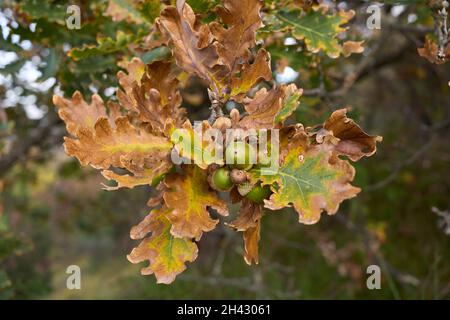 Primo piano dell'albero di Quercus robur Foto Stock