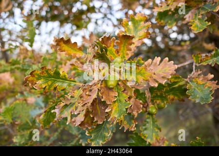 Primo piano dell'albero di Quercus robur Foto Stock