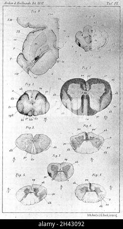 Tratto piramidale nel cervello e nel cordone Foto Stock