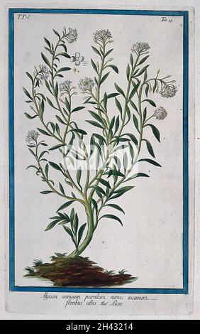 Mare o alyssum dolce (Lobularia maritima (L.) Desv.): Pianta di fioritura che nasce da tumulo di terra con segmenti floreali separati. Incisione colorata di M. Bouchard, 177-. Foto Stock