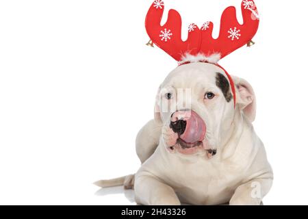 cucciolo americano affamato di bulldog che guarda via, lecca il naso e indossa la fascia di natale mentre si posa su sfondo bianco in studio Foto Stock