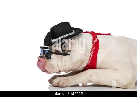 vista laterale del cane bulldog americano che lecca il naso e indossa cappello, occhiali da sole e bandana, guardando lateralmente e steso isolato su sfondo bianco i Foto Stock