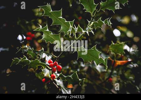 Holly selvaggio nella foresta dei Paesi Bassi in autunno, Speulderbos, Putten. Foto Stock