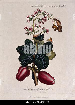 Anacardio (anacardio occidentale): Ramo fruttato e fiorito. Incisione colorata di J. Pass, c. 1796, dopo J. Ihle. Foto Stock