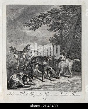 Un gruppo di cani da caccia, compresi i levrieri e gli arrieri. Incisione di J. E. Ridinger. Foto Stock