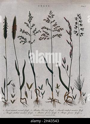 Sei erbe: Fescue (Festuca), foxtail grass (Alopecurus pratensis), prati erbosi (Poa) e erba verde dolce (Anthoxantum odoratum). Incisione colorata di J. Pass, c. 1807. Foto Stock