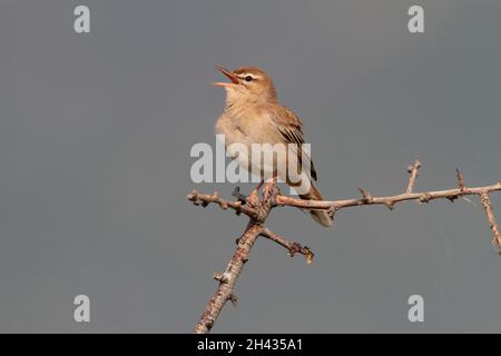 Un robin di scrub maschile cantato da Rufous (Cercotrichas galactotes) in primavera in Grecia. Conosciuto anche come Rufous Bush Robin, Bush chat e scrub robin Foto Stock