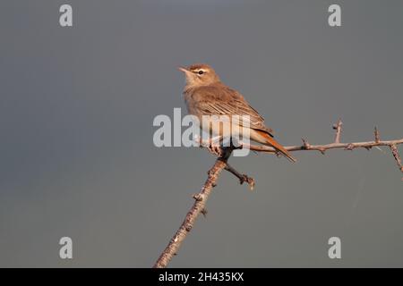 Un rubinino rufoso-codato maschio (galattote di Cercotrichas) della razza orientale siriacus arroccato sulla cima di un cespuglio in Grecia Foto Stock