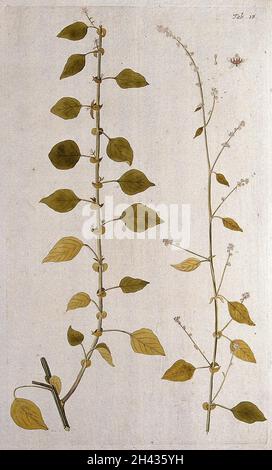 Celosia Trigyna L.: Due sezioni del fusto fiorito con segmenti floreali separati. Incisione colorata dopo F. von Scheidl, 1776. Foto Stock