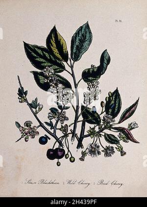 Tre alberi da frutto inglesi, il sloe (Prunus spinosa), il ciliegio selvatico (Prunus avium) e il ciliegio (Prunus padus). Litografia colorata, c. 1856, dopo H. Humphreys. Foto Stock