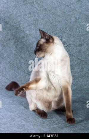 Il divertente gatto tailandese si siede sulle gambe posteriori. Foto Stock