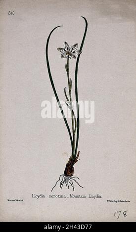 Giglio di Snowdon (Lloydia serotina): Intera pianta di fioritura. Litografia colorata di W. G. Smith, c. 1863, dopo se stesso. Foto Stock