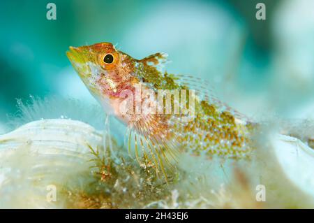 Ritratto di un blenny giallo (Tripterygion delaisi) nel Parco Naturale di Ses Salines (Formentera, Isole Baleari, Mar Mediterraneo, Spagna) Foto Stock