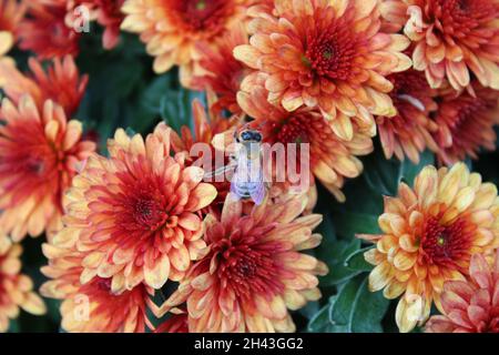 Una piccola ape di miele sui fiori d'arancio in autunno Foto Stock