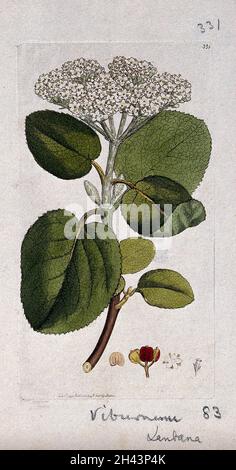 Albero di viavallamento (Viburnum lantana): Fusto fiorito, foglie e segmenti floreali. Incisione colorata dopo J. Sowerby, 1796. Foto Stock