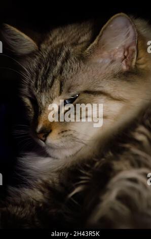 Un gatto Ragdoll di due anni si rilassa nel suo letto, 3 giugno 2021, a Coden, Alabama. I gatti di Ragdoll hanno avuto origine in California negli anni '60. Foto Stock