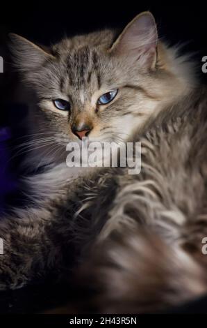 Un gatto Ragdoll di due anni si rilassa nel suo letto, 3 giugno 2021, a Coden, Alabama. I gatti di Ragdoll hanno avuto origine in California negli anni '60. Foto Stock